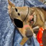 Pancho la bestia Hot 的头像