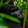 Ruhondeza's profile picture