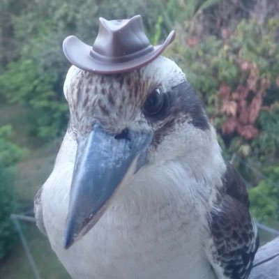 afurekoasobiaa's profile picture