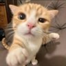 来试试小猫拳 profil fotoğrafı