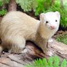 こなそ profil fotoğrafı