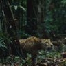 Caninnus Felidae Proactivus 的头像