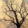 Profilbild von lilcrantree