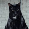 Black Cat 的头像
