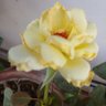 Фото профиля narmi shah