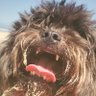 WiggleButtFinder's profile picture