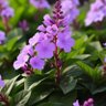 Flower Nation 的头像