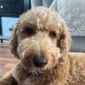 HonoredPremium profil fotoğrafı