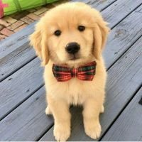 ghoul33_'s profile picture