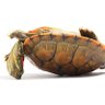 Sleepy Turtle's profile picture