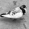 Lulu's profile picture