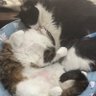 Фото профиля じゅん猫
