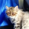 แมวเหมียว's profile picture