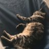 P A T profil fotoğrafı