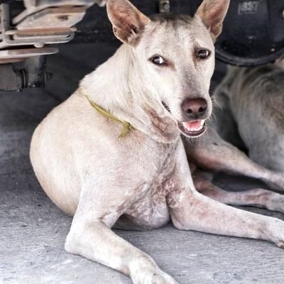 尻尾のない犬's profile picture