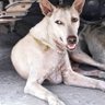 もの食う犬/尻尾のない犬 的头像