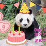 あまっくま🐼🌻✨✨ 的头像