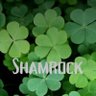Profilbild von Shamrock_-