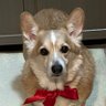 犬は宝🇺🇦コーギーは宝🇺🇦うちの犬は宝で天才 的头像