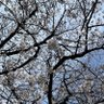 📎まめっぷ📎 たったの50年ススメ 的头像