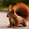 Red Squirrel's profile picture