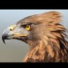 FalconBenEagle's profile picture