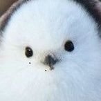jsistheemperor's profile picture