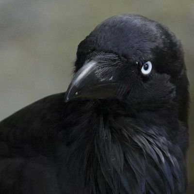 crowww_312's profile picture