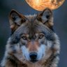 Фото профиля Observer✵ 🐺💜♥️