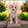 Tink profil fotoğrafı