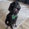 Profilbild von The Screaming Cockapoo
