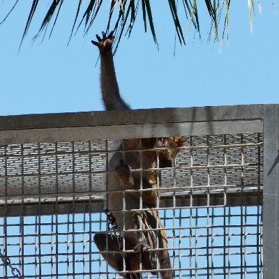 AboliciónVivisección's profile picture