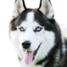 るの's profile picture