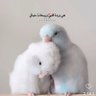 Profilbild von عبدالله الغامدي