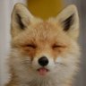 Foxington 的头像