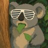 Lightning Koala ⚡'s profile picture
