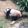 馬逃げ 社畜 _ノ乙(、ン、)'s profile picture