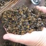 Profilbild von ©SAVE THE BEES