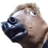 Profilbild von ヨシテンは膝骨折中🐴🦴