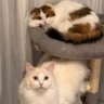 ディルとナッペ🐱ひとんちのねこ垢w 的头像