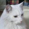 雪猫 profil fotoğrafı