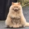 Profilbild von ayakaz