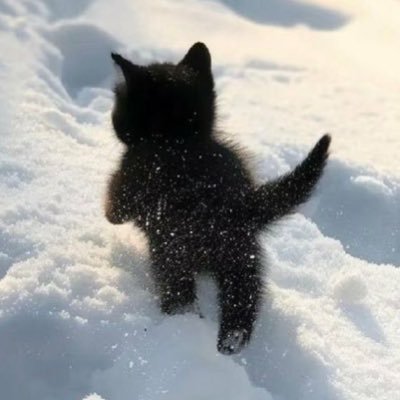 깜꼬's profile picture