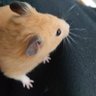えいた 的头像