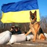 Київ Русь-Україна 2 ( 1 с 2019г.)'s profile picture