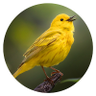 Adi Soffer profil fotoğrafı