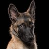 Фото профиля Adopted Dog Father