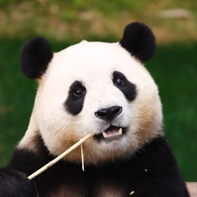 FUHURUFU's profile picture