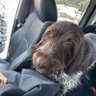 Profilbild von Chinook Hunter
