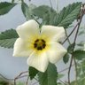 毛茸茸的~ profil fotoğrafı